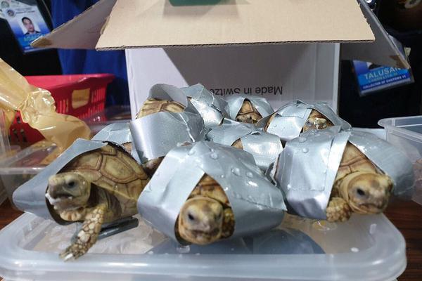 京東商城網(wǎng)站地址是多少_江蘇男子貴州投資養(yǎng)羊損失近百萬(wàn) 543只羊被