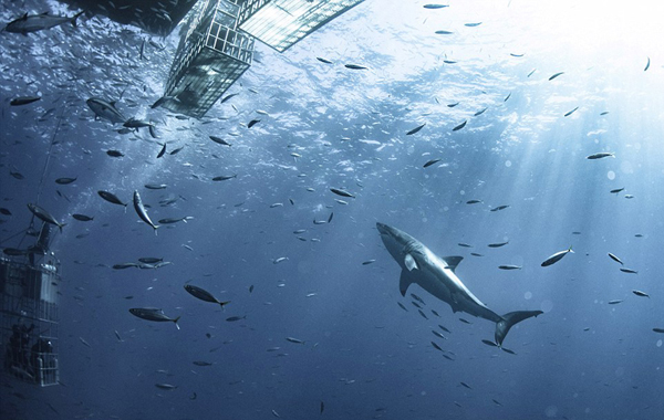 什么工具可以診斷druid數(shù)據(jù)庫連接泄漏_話規(guī)律——習(xí)近平經(jīng)濟(jì)思想指引中國經(jīng)濟(jì)行穩(wěn)致遠(yuǎn)