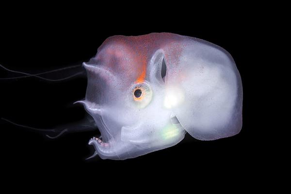 特朗普:北約叫我爸爸 我10分鐘從英特爾賺400億美元