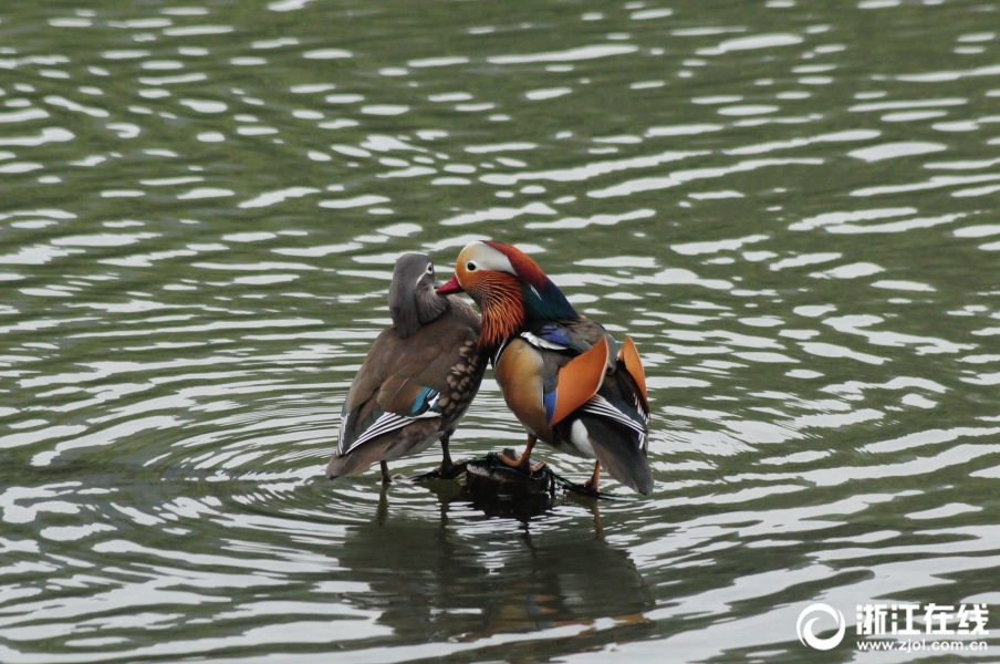 特戒傳奇h5官網(wǎng)下載_AI救了命！英國17歲少年被誤診險癱瘓，靠ChatGPT找到真正病因