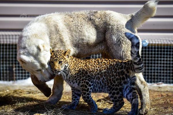 免費(fèi)個(gè)人簡(jiǎn)歷下載word格式空白表格_詳解育兒補(bǔ)貼發(fā)放時(shí)間流程