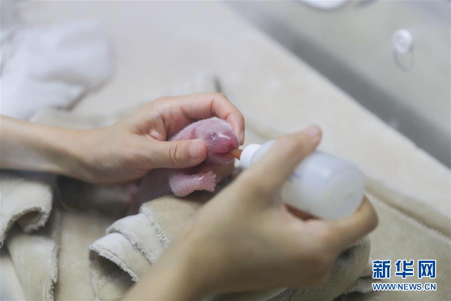 河北尚義鴛鴦湖滑雪場全力備戰(zhàn)新雪季 預(yù)計元旦迎客