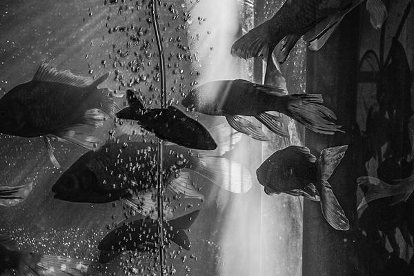 web開(kāi)發(fā)用什么軟件_【藕餅】三部曲之一：長(zhǎng)生殿