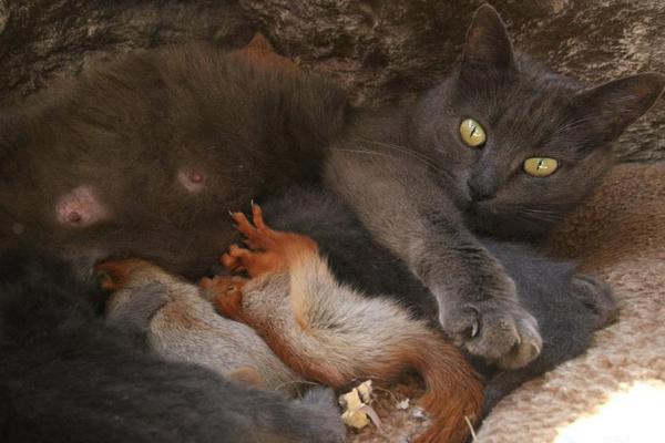 火狐打水破解版_CBA歷史首隊！同曦新賽季未開始換帥 洋帥貝帥下課王世龍接任