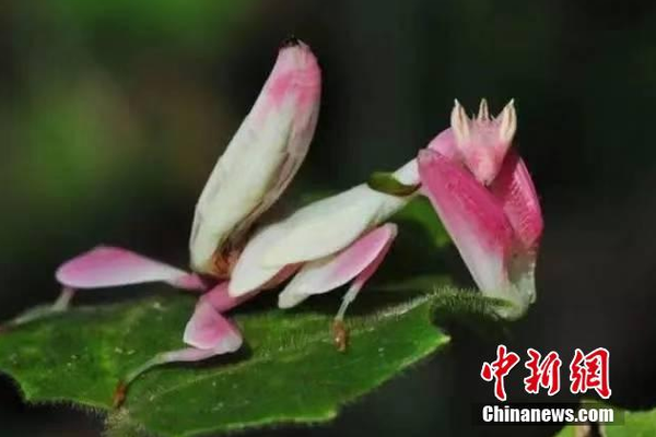 開源免費web應(yīng)用防火墻waf_打工人夢想中的生活，寵物已經(jīng)提前過上了