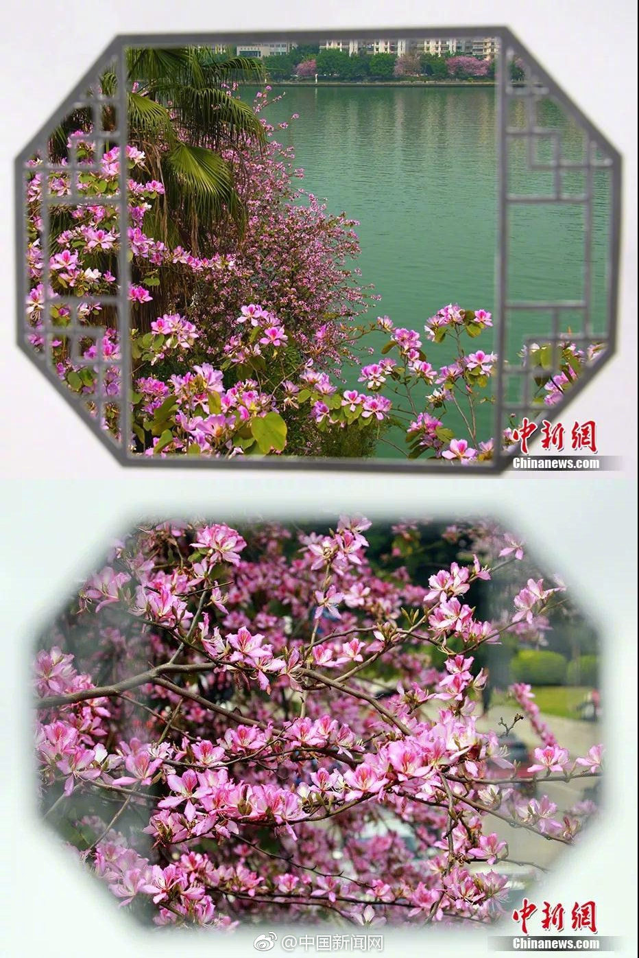 站長之家官網首頁_回鄉(xiāng)探親帶了10個保鏢，進村看到養(yǎng)父被鎖狗籠，村霸：你算老幾！