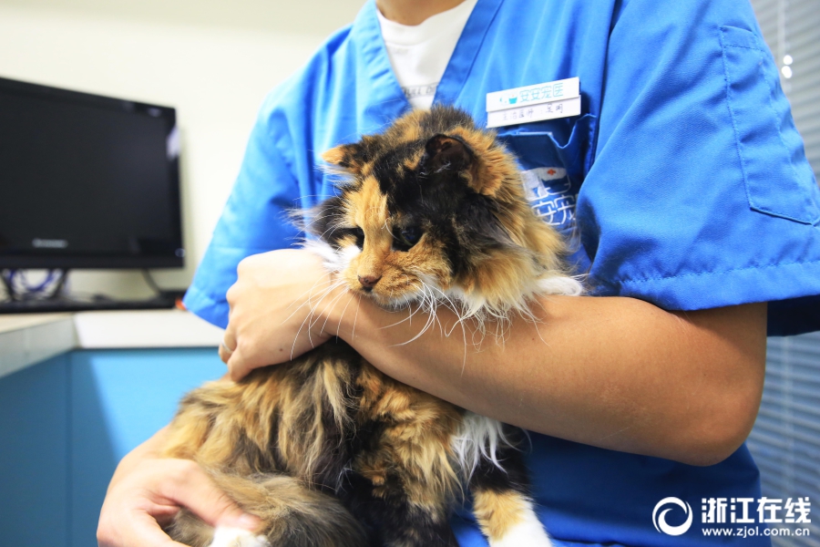 codesoso源碼搜索_騎士最近6場2勝4負 2勝加蘭沒打&出戰(zhàn)的4場騎士全敗