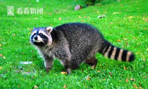 驢友稱登山墜崖被大樹救命 本人：感覺身體要震碎了