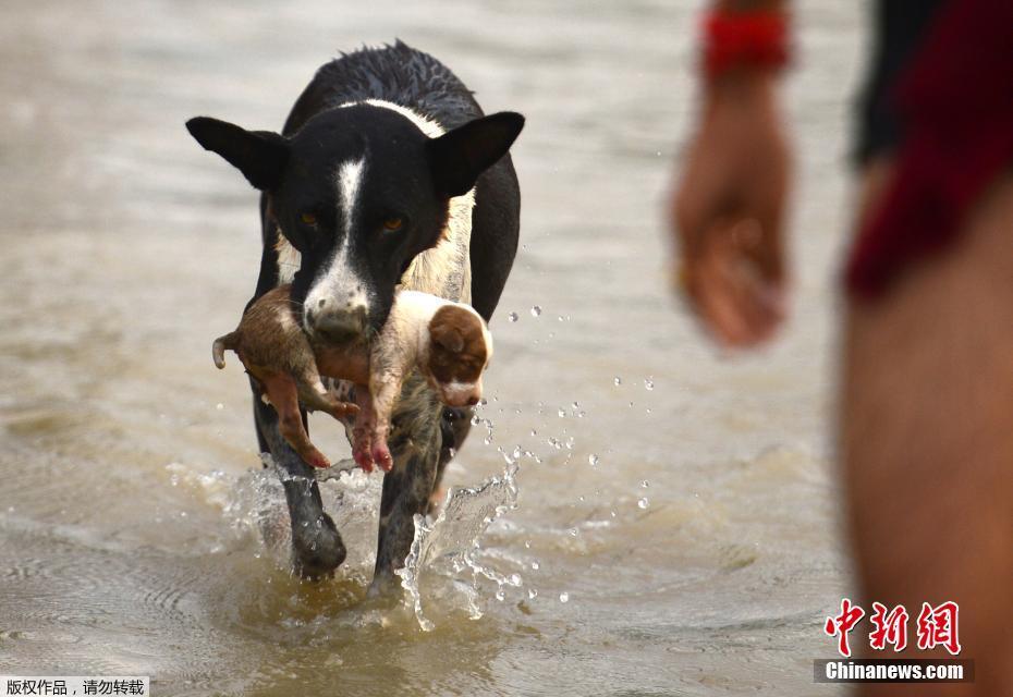 唯品會官方網(wǎng)站首頁入口_三折疊巔峰對決 三星能否終結華為無盡的寂寞