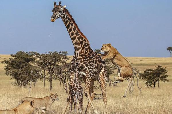 全境封鎖2灰白鑰匙全攻略視頻最新_蔡瀾書法作品展現(xiàn)獨(dú)特風(fēng)格，作品引發(fā)熱議