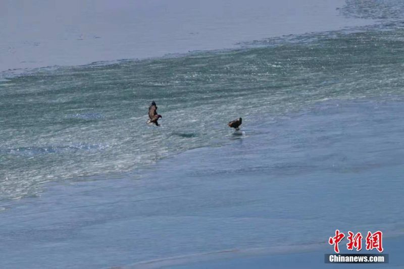 復用端口什么意思_詹韋瓜齊聚觀戰(zhàn)布朗尼比賽 年輕皇帝遇高手