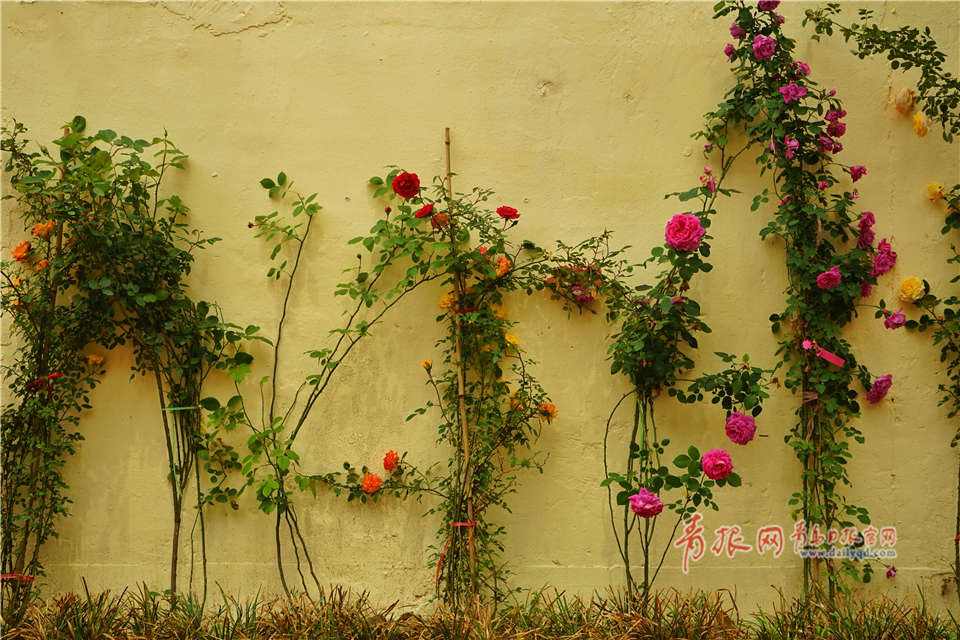 網(wǎng)絡(luò)詐騙報(bào)警追回的幾率有多大_西媒：漁網(wǎng)何以成為俄烏戰(zhàn)場“關(guān)鍵裝備”？