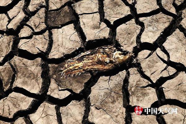 web安全案例_詹姆斯·卡梅隆在海南電影節(jié)談AI