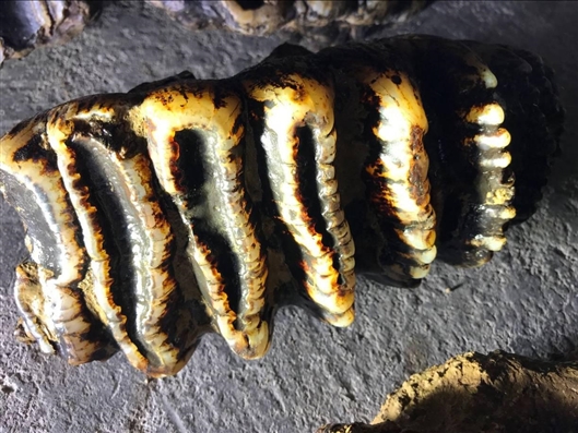 自動優(yōu)化工具下載官方免費版_又一里程碑 中國長安汽車第3000萬輛正式下線