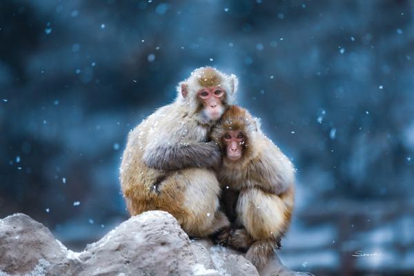 可視化報表_何小鵬的“回旋鏢”與超級增程的“陽謀”