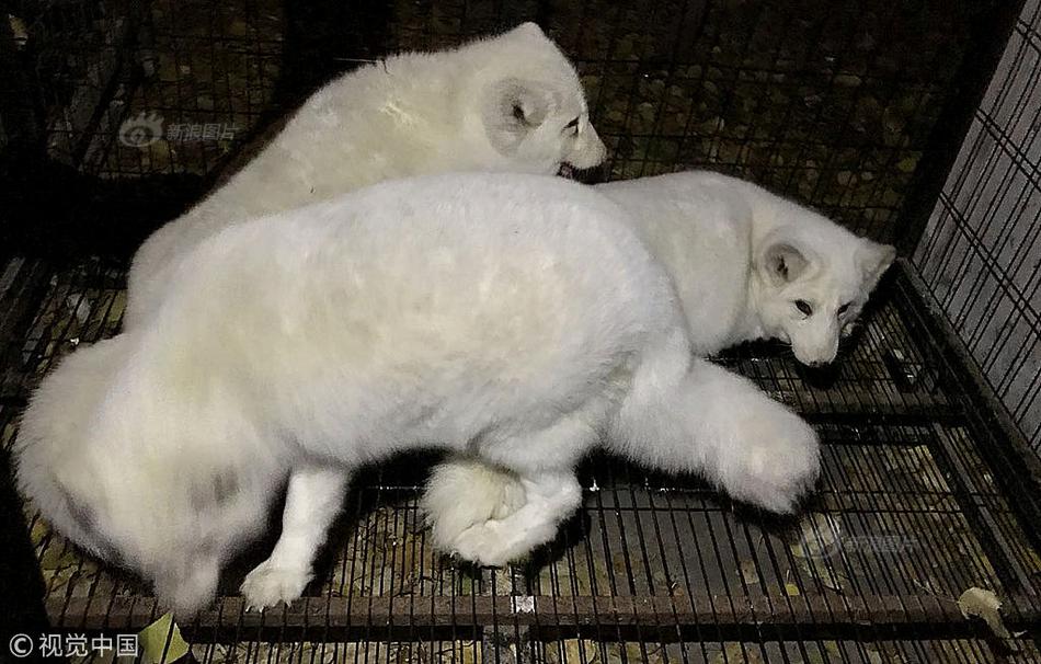 什么是網(wǎng)絡詐騙視頻_IDC：預計蘋果iPhone Fold明年拿下22%折疊屏份額！與三星、華為三分天下