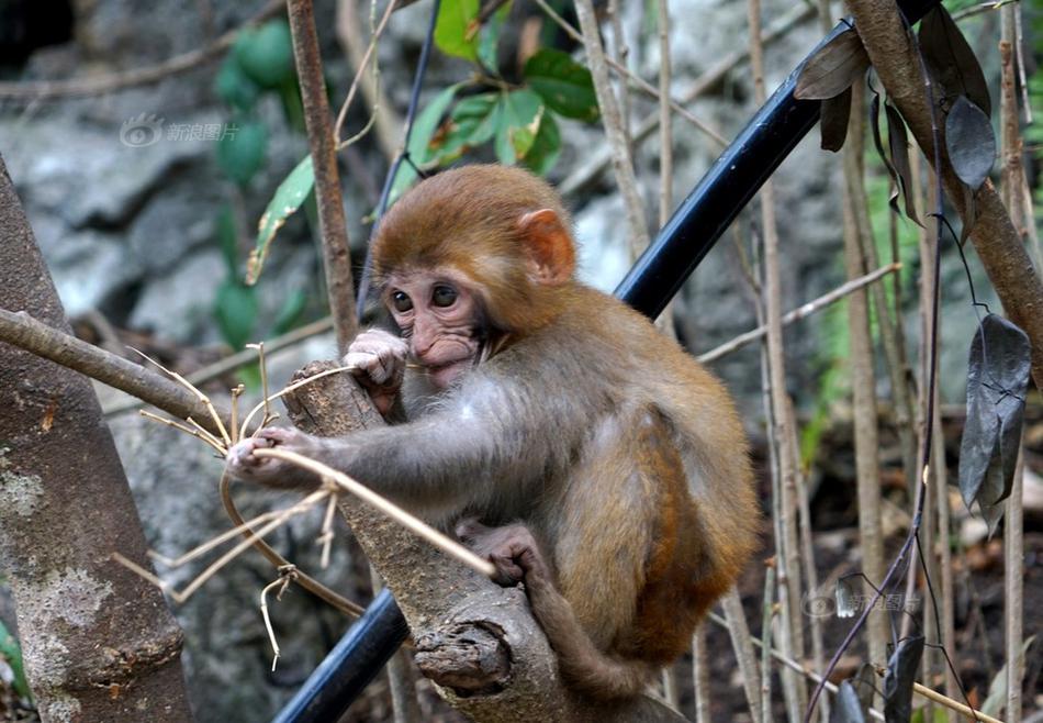 2024年軟件漏洞案例_雞蛋不耐受可打疫苗么