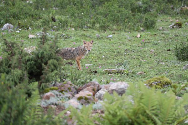 全球跑得最快機器人，是中國產(chǎn)的