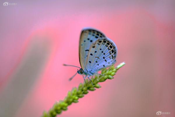 網(wǎng)絡(luò)安全招聘網(wǎng)站_卡納瓦羅:我在亞洲的執(zhí)教經(jīng)歷在意大利并不被重視