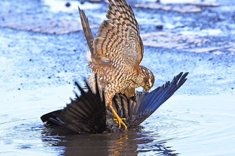 韓泰輪胎啟動百億級投資計劃