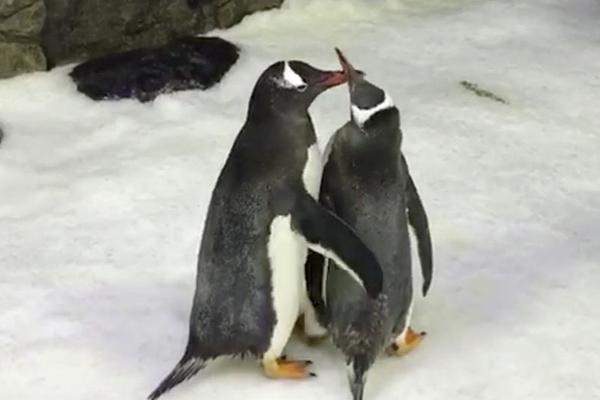 手機上修改dns1怎么解決_網(wǎng)紅“澳門COCO姐”多平臺被封禁 抖音：違反相關(guān)法律法規(guī)