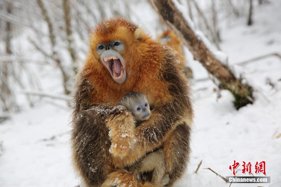 手機植入木馬定位如何報警_華人博士用AI破解十年材料發(fā)現(xiàn)困局，讓ZIF晶體發(fā)現(xiàn)效率翻倍